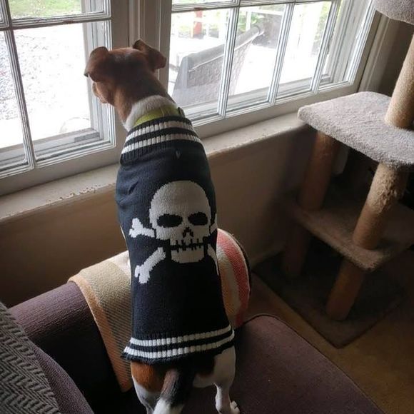 Meet your Posher, Christopher - Picture 1 of 1